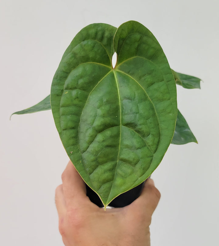 Anthurium Hoffmannii X  A. Luxurians , New Hybrid by NPGP, exact plant pictured,  seed Grown. US seller, #P12 - Nice Plants Good Pots