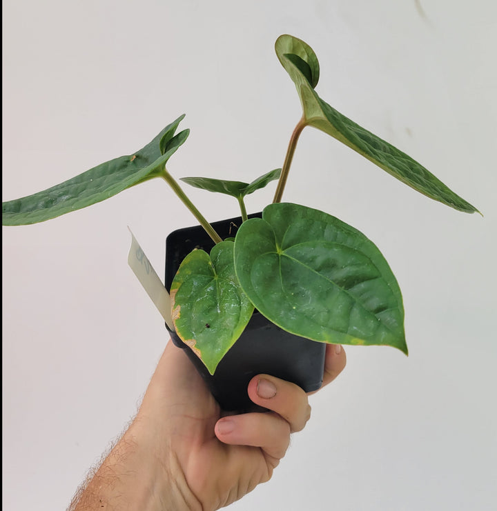 Anthurium Hoffmannii X  A. Luxurians , New Hybrid by NPGP, exact plant pictured,  seed Grown. US seller, #P12 - Nice Plants Good Pots