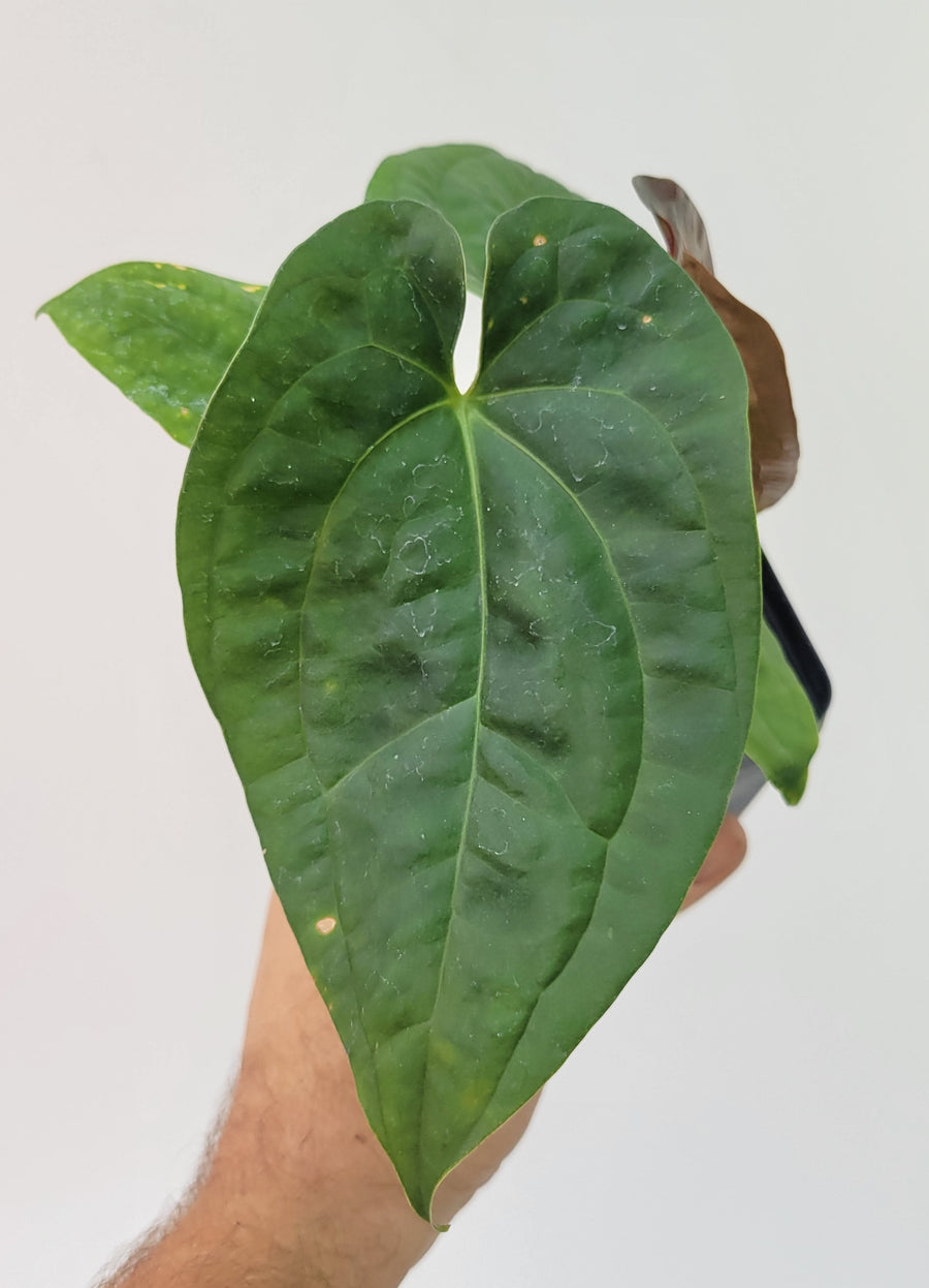 Anthurium Hoffmannii X  A. Luxurians , New Hybrid by NPGP, exact plant pictured,  seed Grown. US seller, #P13 - Nice Plants Good Pots