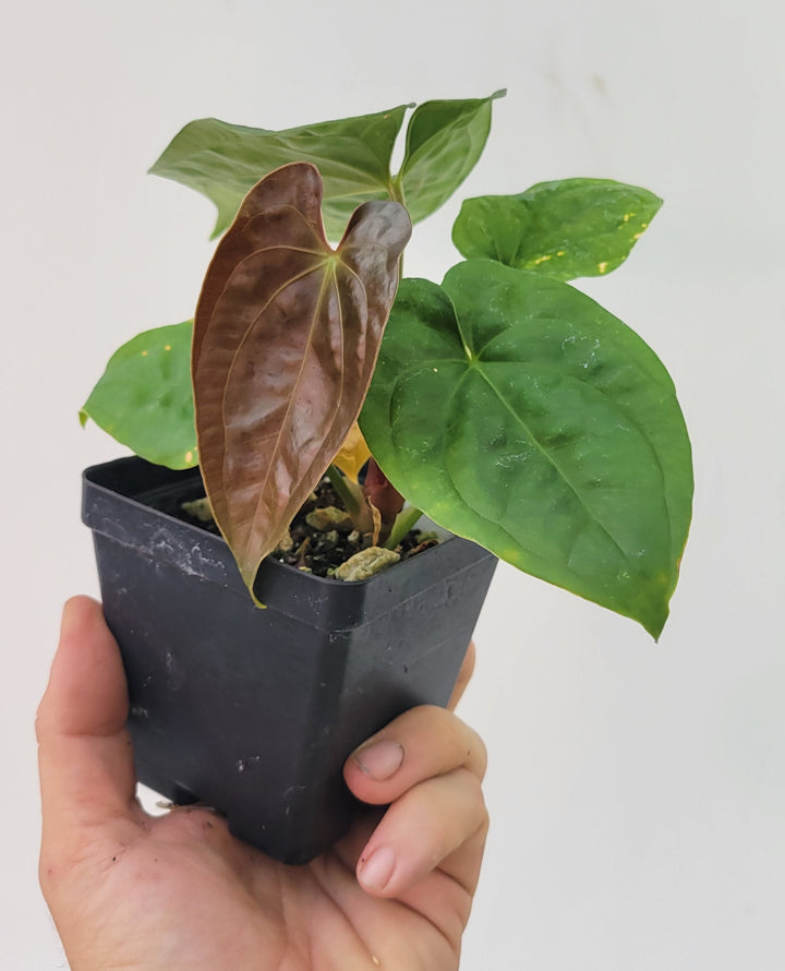 Anthurium Hoffmannii X  A. Luxurians , New Hybrid by NPGP, exact plant pictured,  seed Grown. US seller, #P13