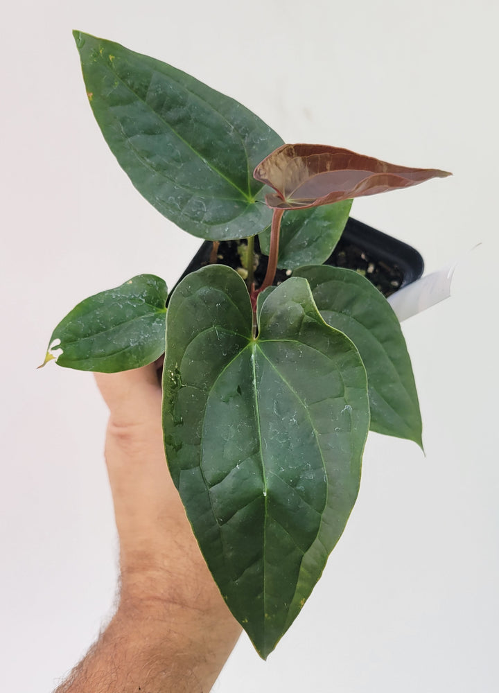 Anthurium Hoffmannii X  A. Luxurians , New Hybrid by NPGP, exact plant pictured,  seed Grown. US seller, #P14