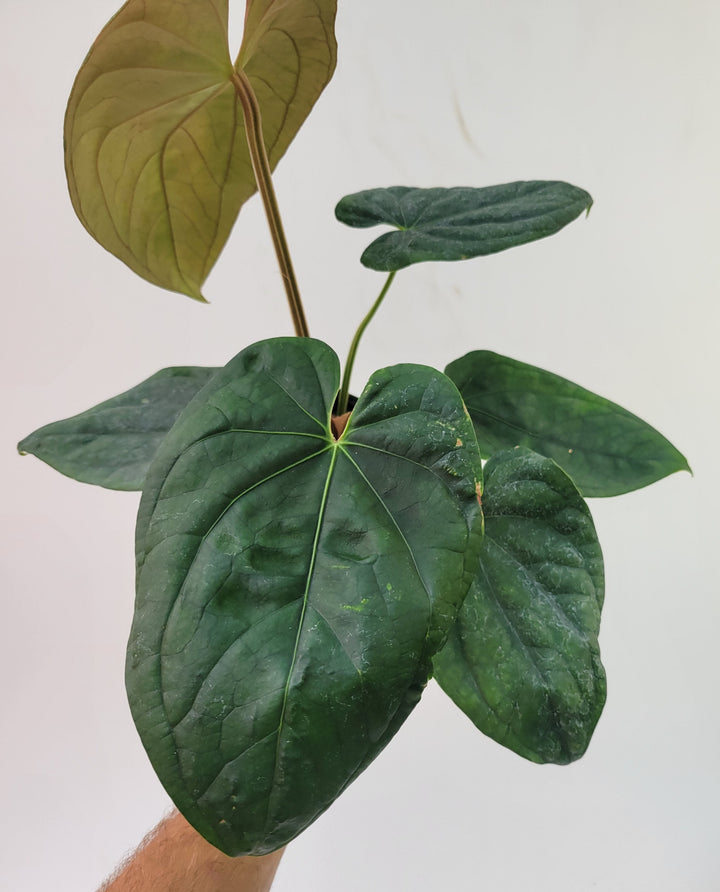 Anthurium Hoffmannii X  A. Luxurians , New Hybrid by NPGP, exact plant pictured,  seed Grown. US seller,  #P15 - Nice Plants Good Pots