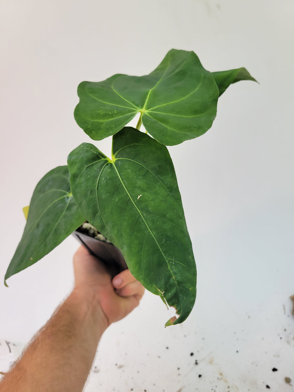 Anthurium Lyman, Rare Papillilaminum hybrid from Ralph Lymans Collection -#P16 - Nice Plants Good Pots