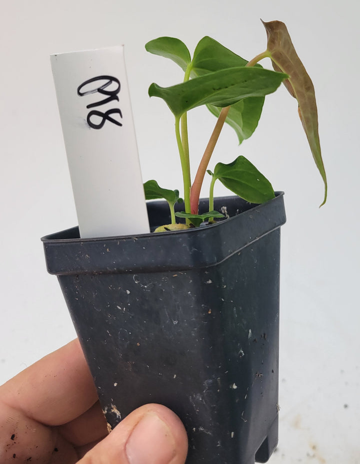 Ree Garden Anthurium Papillilaminum x Ree Garden Hoffmannii (John Banta NOID) #P18 - Nice Plants Good Pots