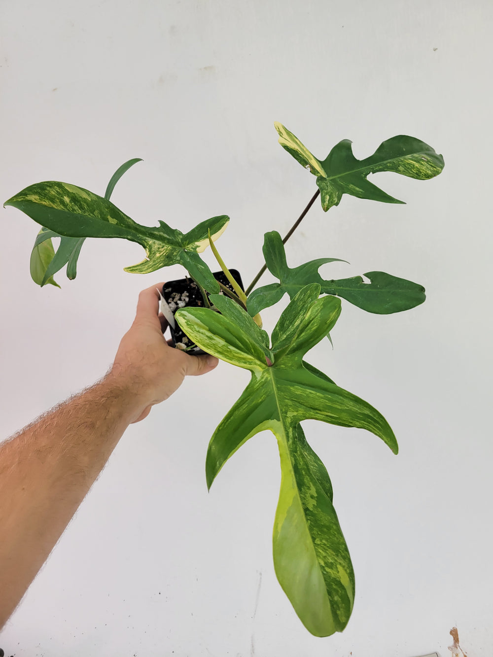 Philodendron Florida Beauty variegated,  variegated Wishlist plant,  established & unusual,  tropical houseplant, US Seller- F3 - Nice Plants Good Pots