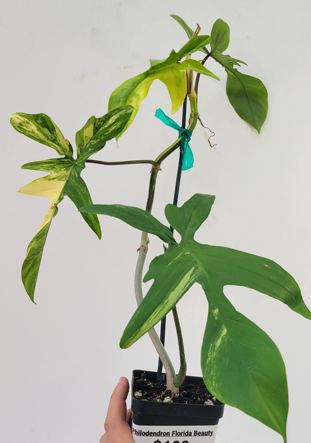 Philodendron Florida Beauty variegated,  variegated Wishlist plant,  established & unusual,  tropical houseplant, US Seller- F4