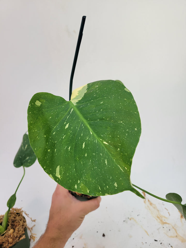 Monstera Thai Constellation 1 foot plant,  Nicely variegated. US Seller-  GROWERS CHOICE - Nice Plants Good Pots