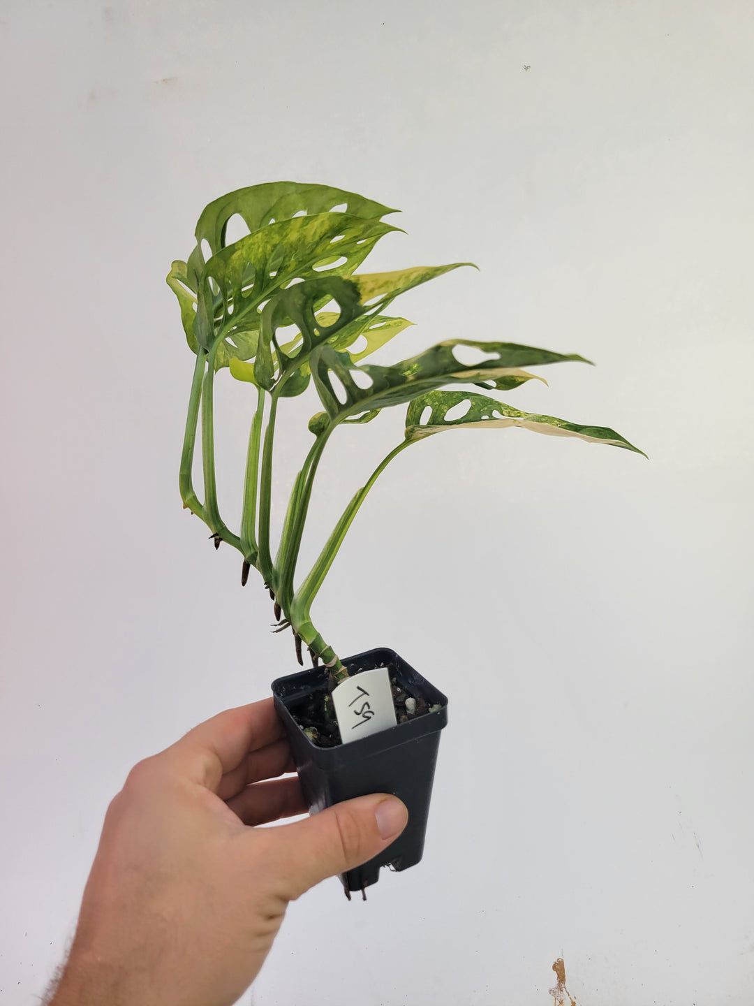 Monstera Adansonii Aurea, Japanese Aurea,  variegated swiss cheese plant, easy tropical plant US seller, #t59