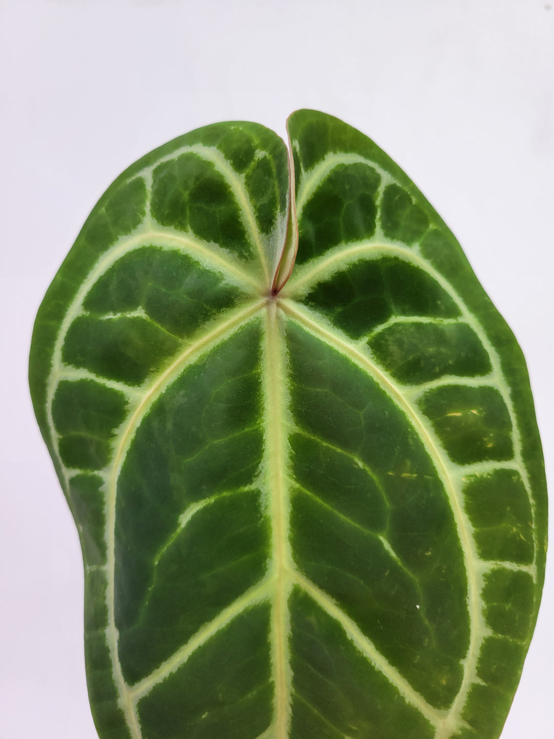 Anthurium Doc Block F2 x A. Hoffmannii Select  Narrow Closed sinus Form 6in pot-  #G52 - Nice Plants Good Pots