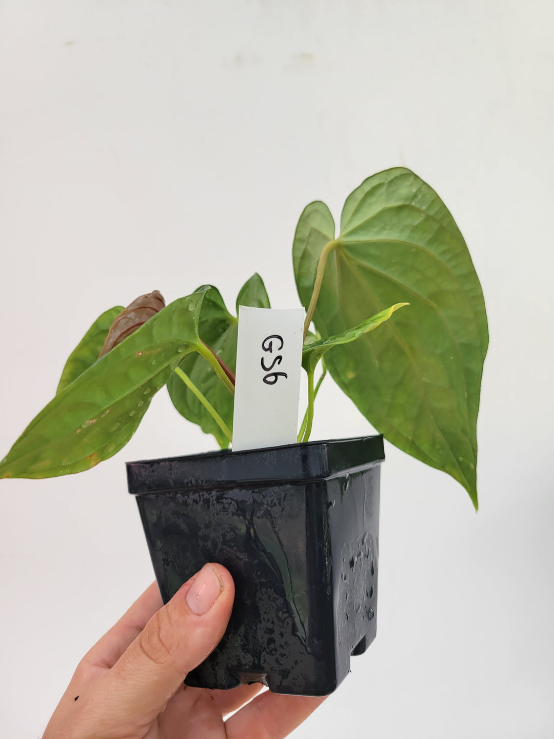 Anthurium Hoffmannii X  A. Luxurians , 2 plants in pot! New Hybrid by NPGP, exact plant pictured,  seed Grown. US seller, #G56 - Nice Plants Good Pots