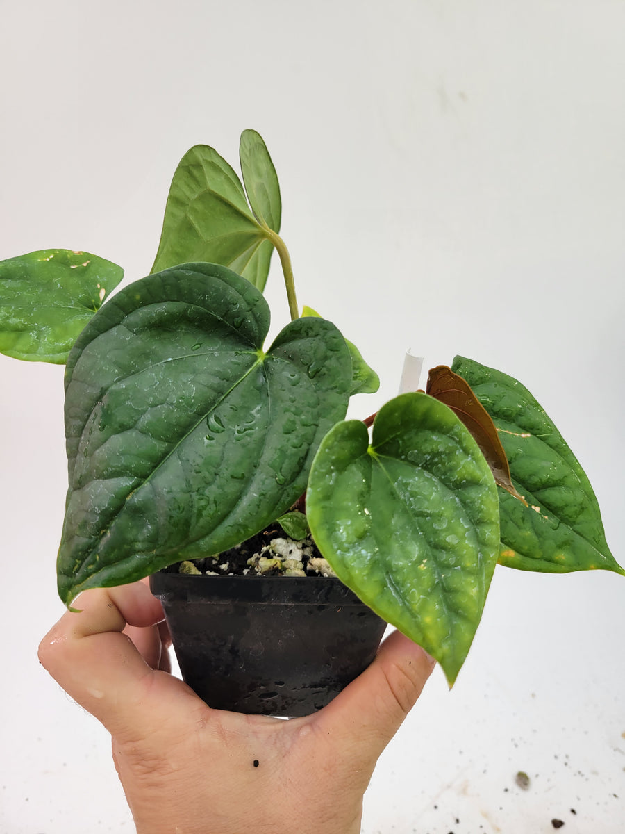 Anthurium Hoffmannii X  A. Luxurians , 2 plants in pot! New Hybrid by NPGP, exact plant pictured,  seed Grown. US seller, #G56 - Nice Plants Good Pots