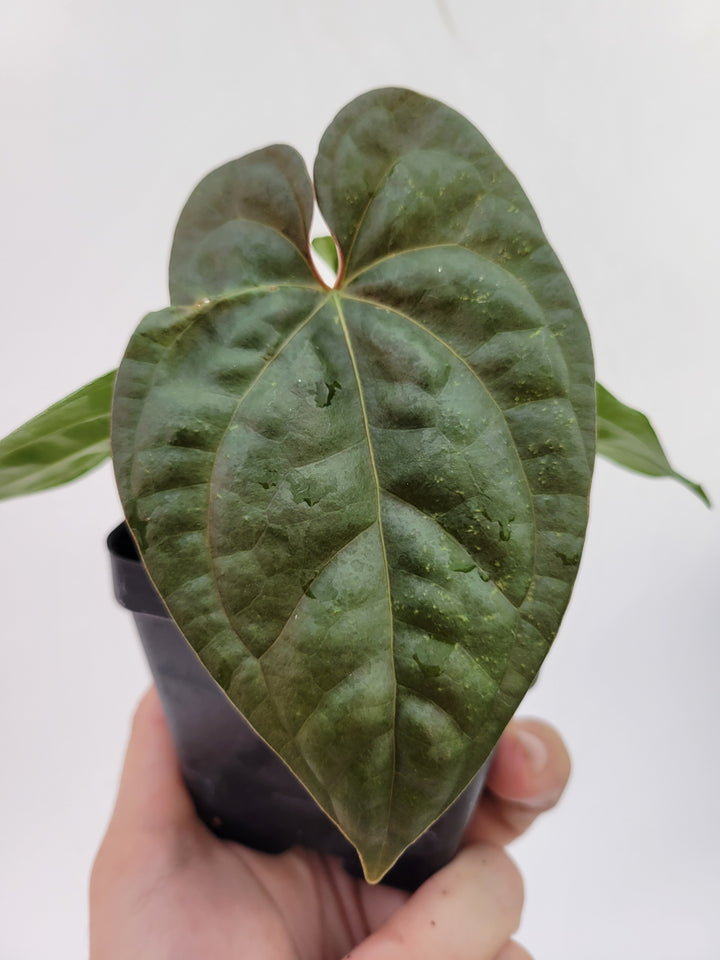 Anthurium Hoffmannii X  A. Luxurians , New Hybrid by NPGP, exact plant pictured,  seed Grown. US seller, #G57