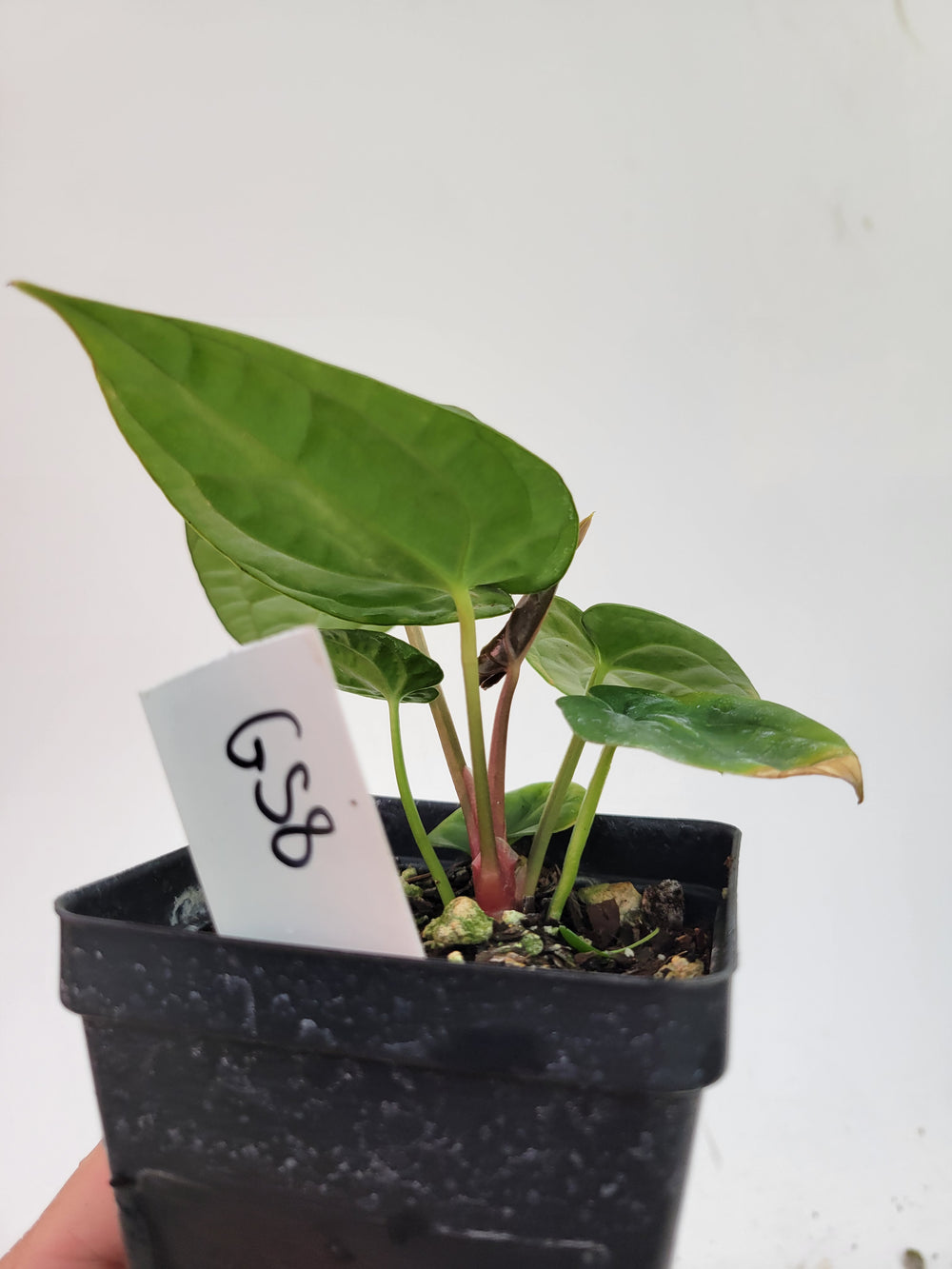 Anthurium Hoffmannii X  A. Luxurians , New Hybrid by NPGP, exact plant pictured,  seed Grown. US seller, #G58 - Nice Plants Good Pots