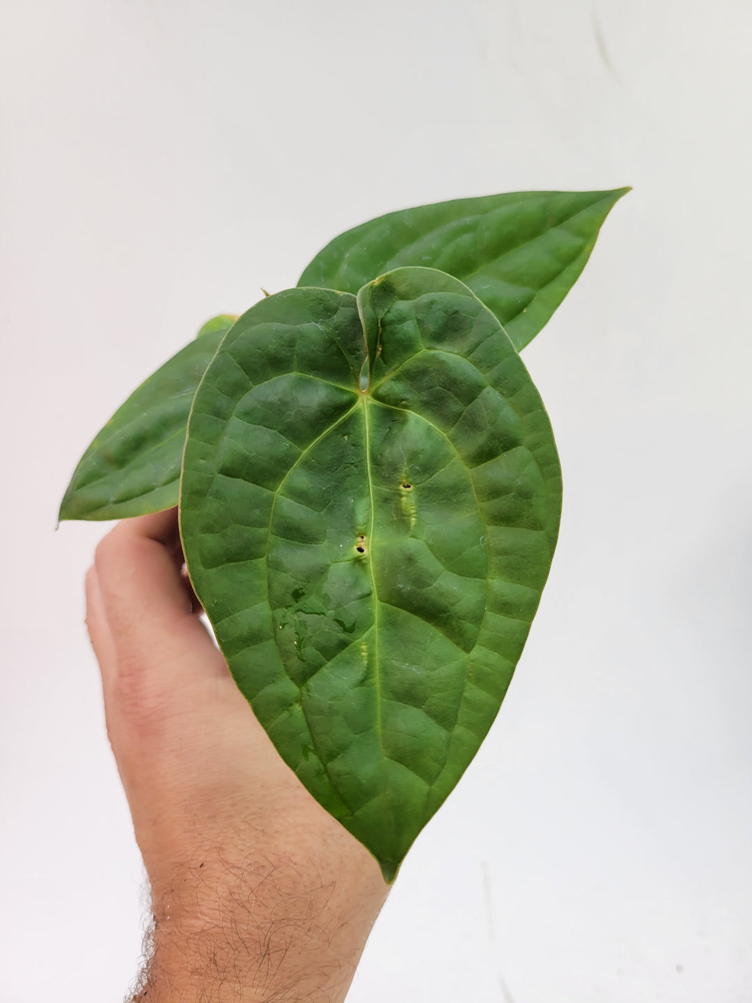 Anthurium Hoffmannii X  A. Luxurians , New Hybrid by NPGP, exact plant pictured,  seed Grown. US seller, #G58