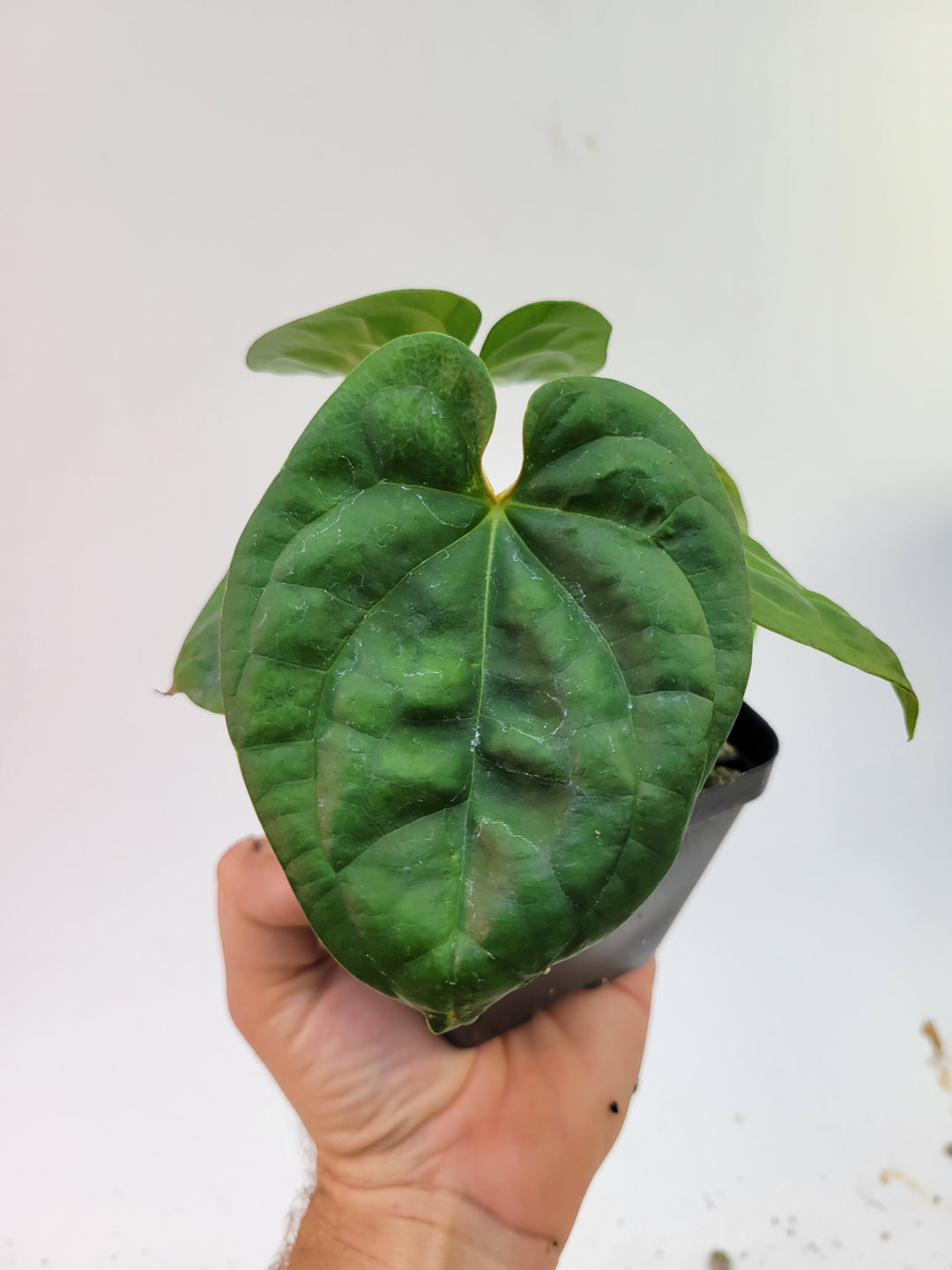 Anthurium Hoffmannii X  A. Luxurians , 2 Plants in pot! New Hybrid by NPGP, exact plant pictured,  seed Grown. US seller, #G59 - Nice Plants Good Pots