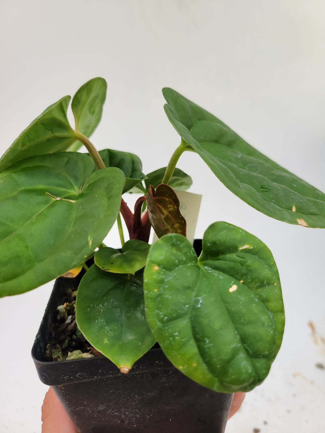 Anthurium Hoffmannii X  A. Luxurians , 2 Plants in pot! New Hybrid by NPGP, exact plant pictured,  seed Grown. US seller, #G59 - Nice Plants Good Pots