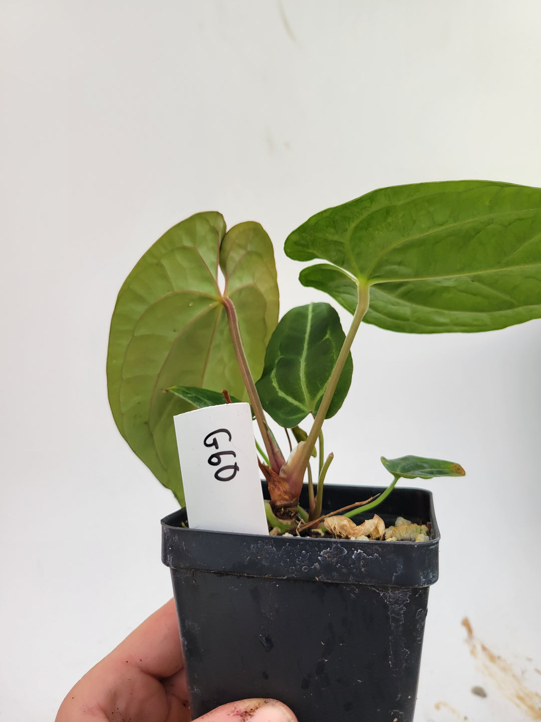 Anthurium Hoffmannii X  A. Luxurians , 2 Plants in pot! New Hybrid by NPGP, exact plant pictured,  seed Grown. US seller, #G60 - Nice Plants Good Pots