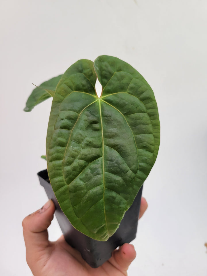 Anthurium Hoffmannii X  A. Luxurians , 2 Plants in pot! New Hybrid by NPGP, exact plant pictured,  seed Grown. US seller, #G60 - Nice Plants Good Pots