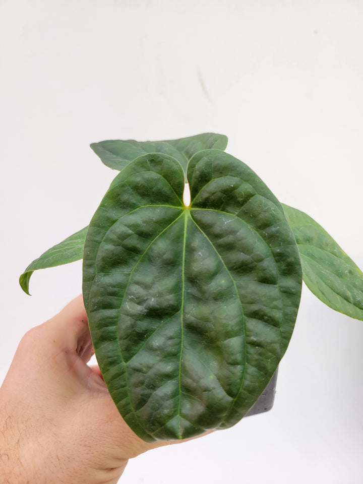Anthurium Hoffmannii X  A. Luxurians , New Hybrid by NPGP, exact plant pictured,  seed Grown. US seller, #G61 - Nice Plants Good Pots