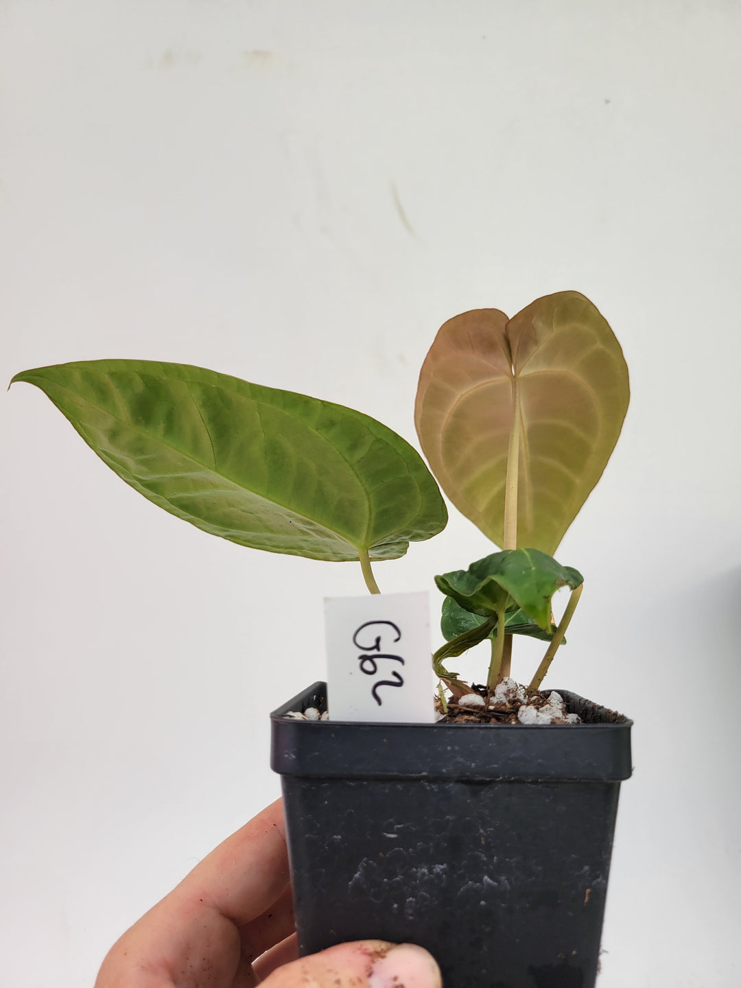 Anthurium Doc Block F2 x A. Hoffmannii Select . 2 Plants in pot!-  #G62