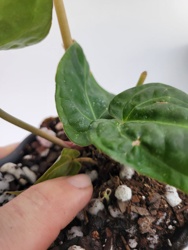 Anthurium Doc Block F2 x A. Hoffmannii Select . 2 Plants in pot!-  #G62