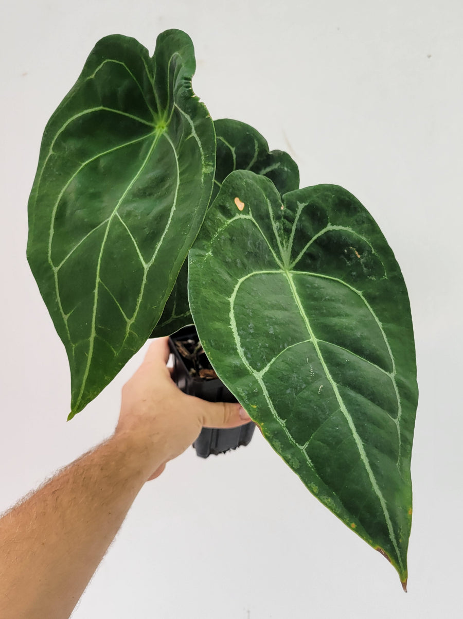 Anthurium Florida Dark Mag x Forgetii, Extra large Flowering size - #G65 - Nice Plants Good Pots