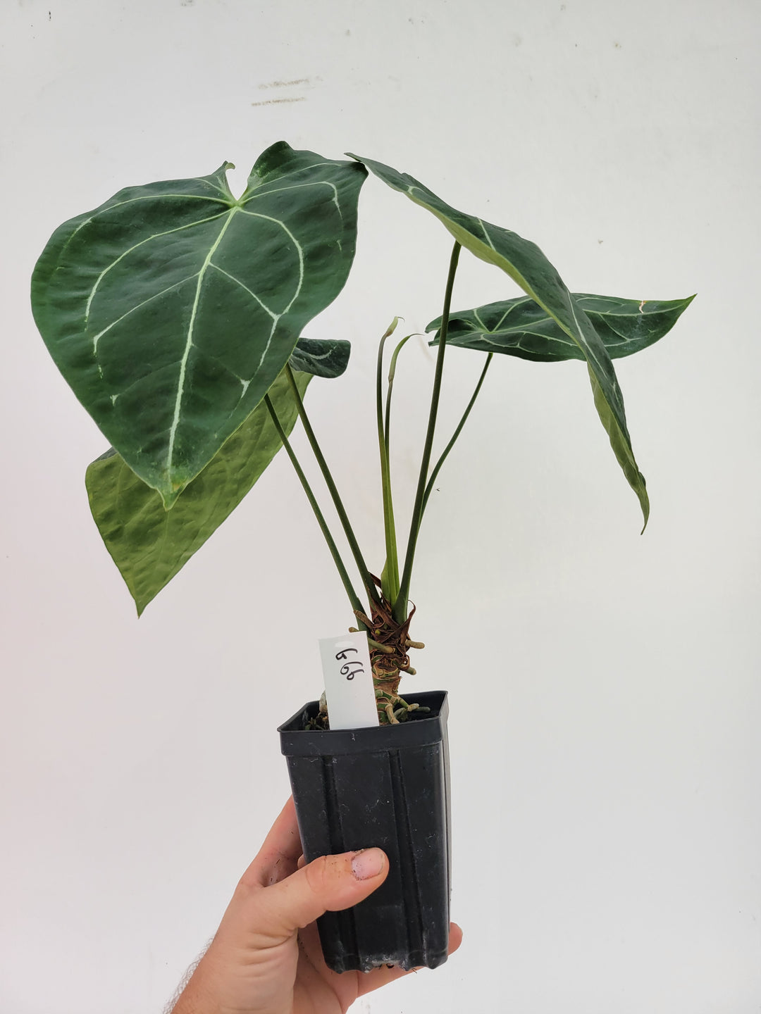 Anthurium Florida Dark Mag x Forgetii. Extra large Flowering size - #G66 - Nice Plants Good Pots