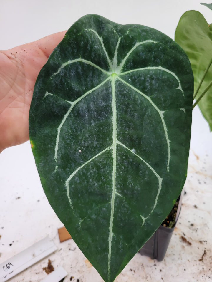 Anthurium Florida Dark Mag x Forgetii. Extra large Flowering size - #G66 - Nice Plants Good Pots