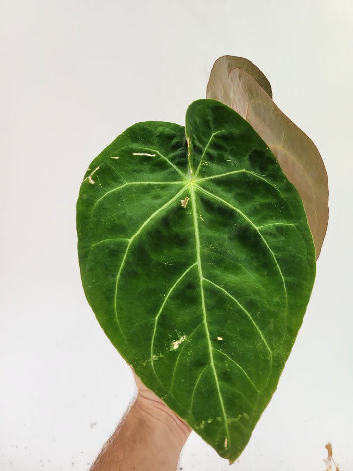 Anthurium Doc Block F2 x A. Hoffmannii Select  Narrow Closed sinus Form-  #G67