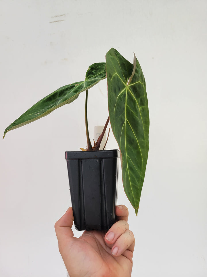 Anthurium Doc Block F2 x A. Hoffmannii Select  Narrow Closed sinus Form-  #G67