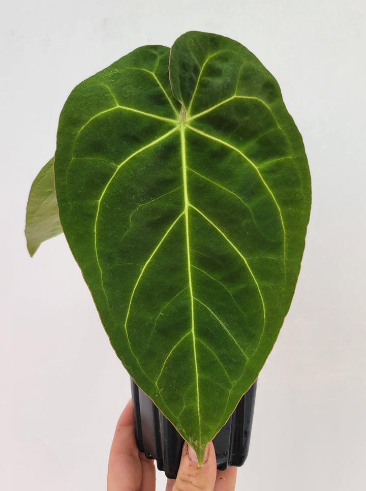 Anthurium Doc Block F2 x A. Hoffmannii Select  Narrow Closed sinus Form-  #G67 - Nice Plants Good Pots