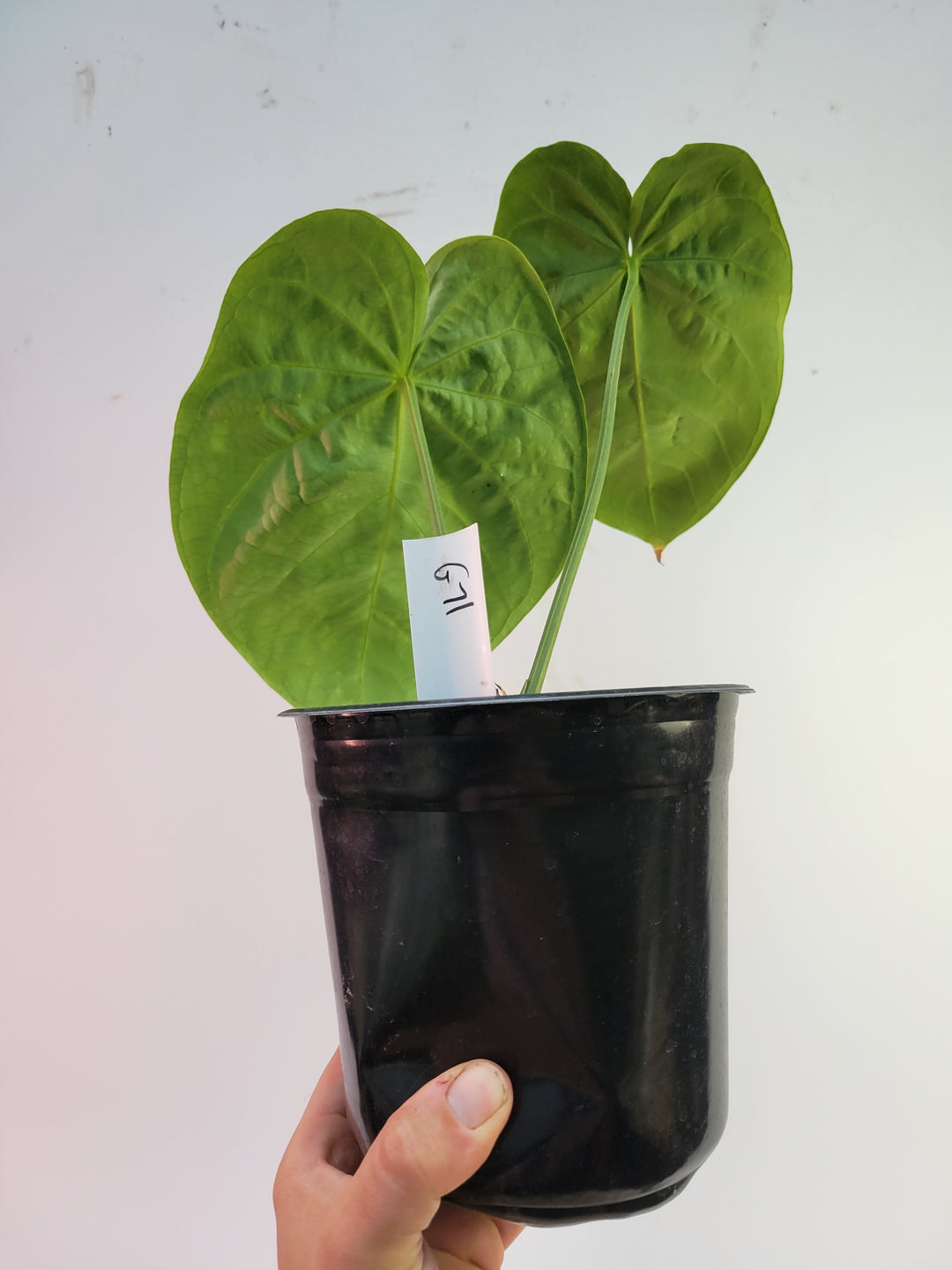 Anthurium Hoffmannii Select Form (self crossed) 6inch flowering size seed Grown. US Seller #g71