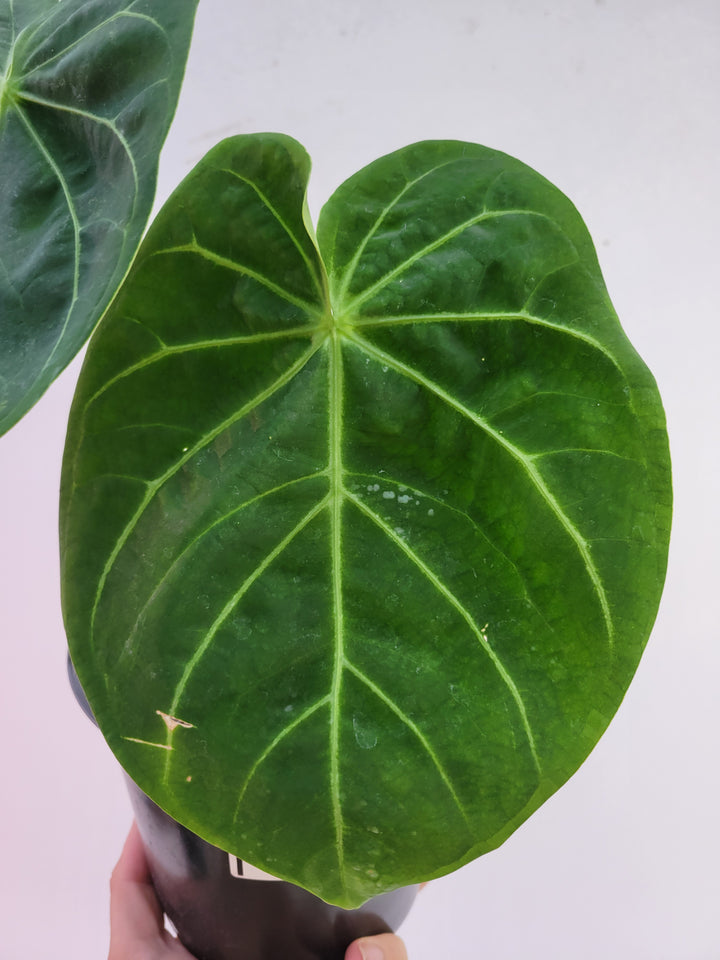 Anthurium Hoffmannii Select Form (self crossed) 6inch flowering size seed Grown. US Seller #g71