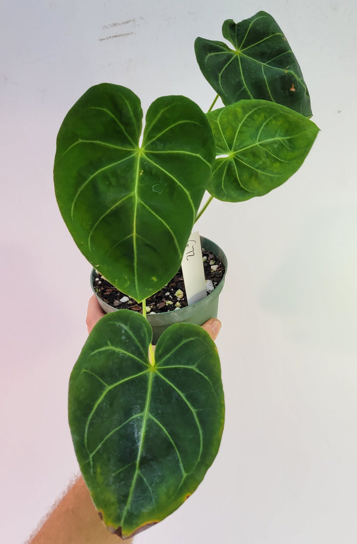 Anthurium Hoffmannii Select Form (self crossed) 6inch flowering size seed Grown. US Seller #g72