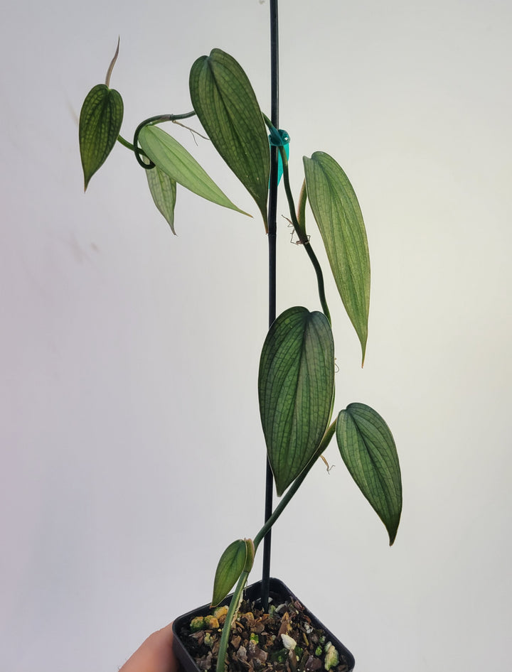 Philodendron Burle Marx Fantasy , A Beautiful silver blue collector plant - Growers Choice