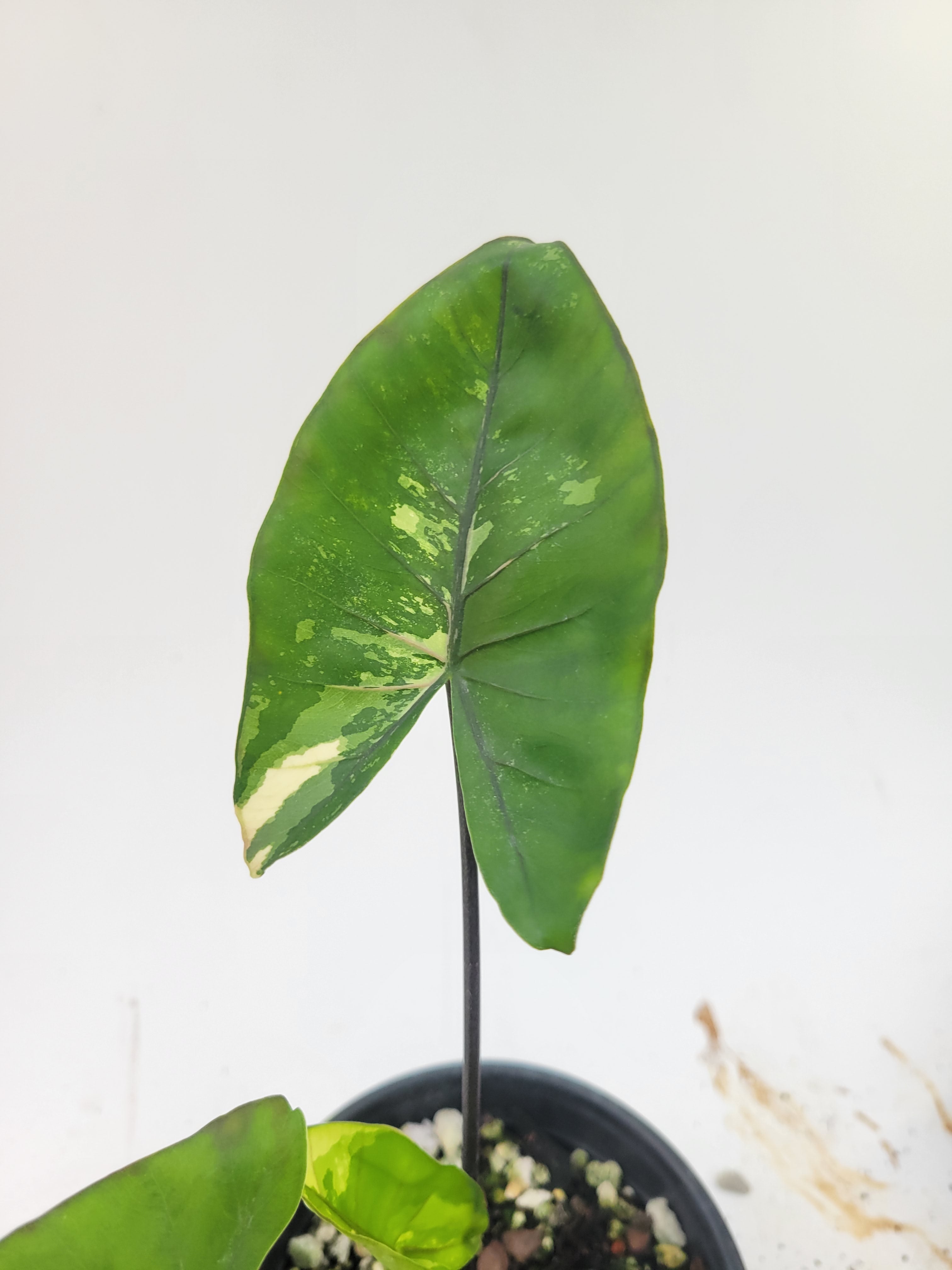 Variegated Alocasia Plumbae Black Stem, Variegated Alocasia- US Seller, #A1