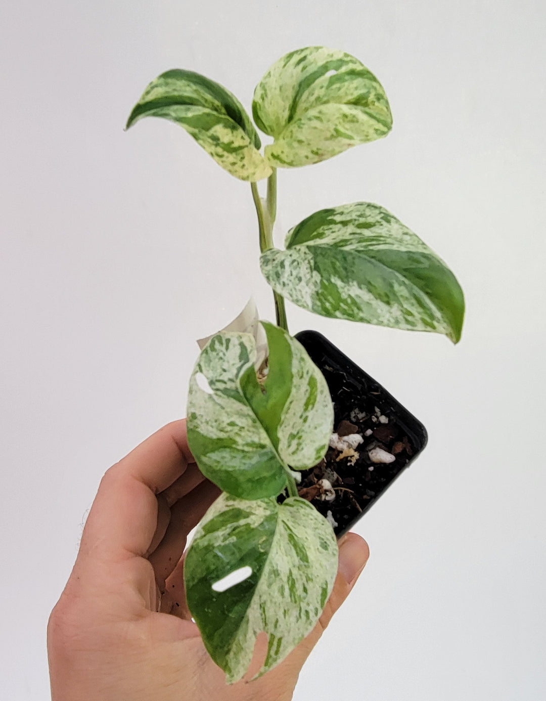 Epipremnum Pinnatum Marble, a highly variegated and unusual house plant, aroid collector,  established indoor tropical   US Seller,  #g67