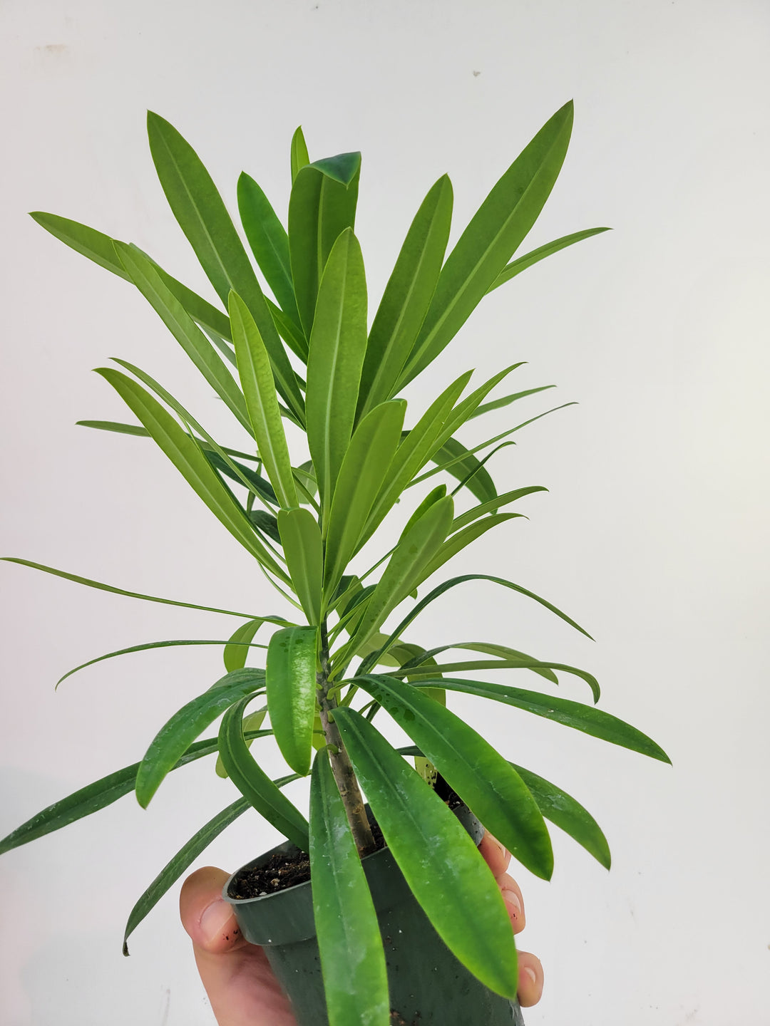 Euphorbia Punicea "Jamaican Poinsettia"  RareTropical Euphorbia Tree