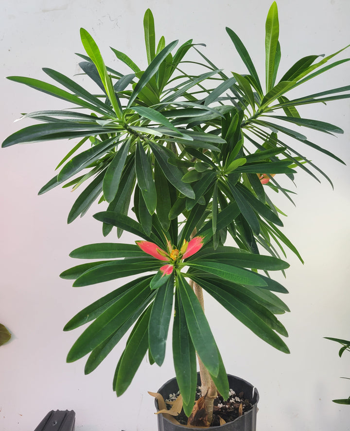 Euphorbia Punicea "Jamaican Poinsettia"  RareTropical Euphorbia Tree - Nice Plants Good Pots