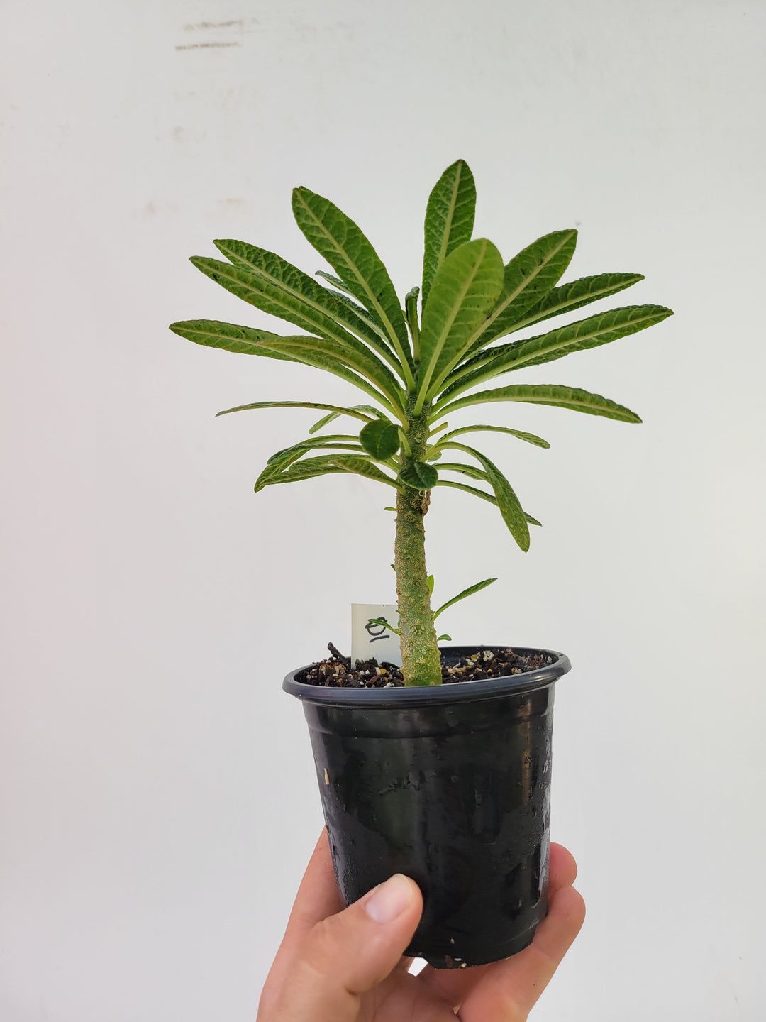 Dorstenia Gigas,  A unique caudex semitropical fig-  #D1 - Nice Plants Good Pots