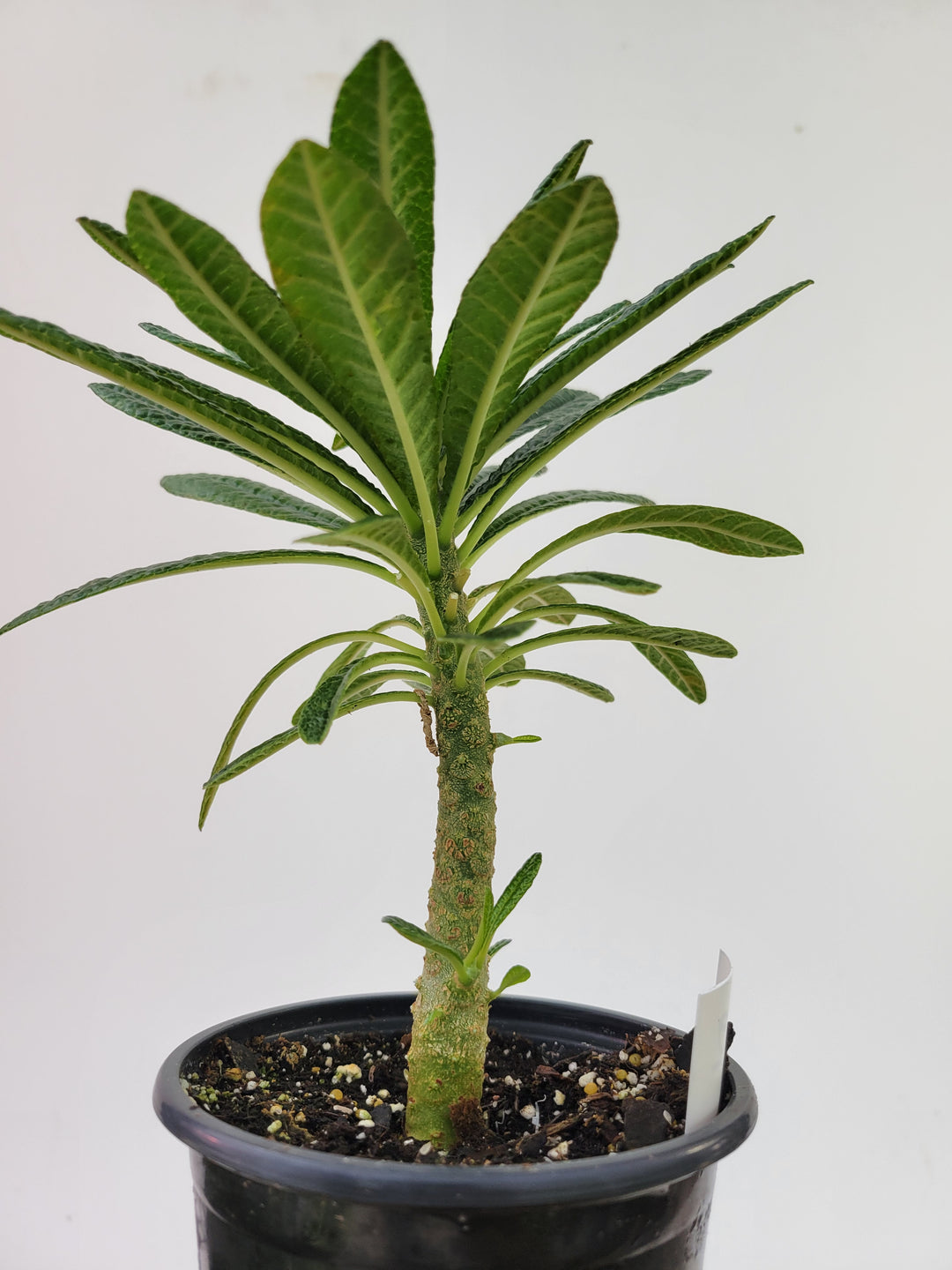 Dorstenia Gigas,  A unique caudex semitropical fig-  #D1