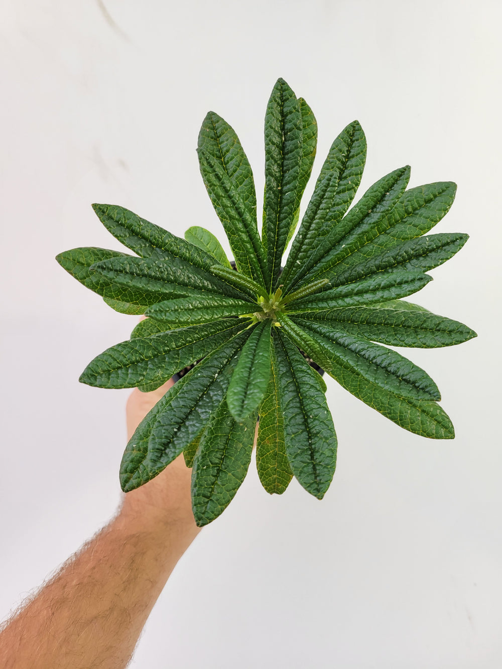 Dorstenia Gigas,  A unique caudex semitropical fig-  #D1 - Nice Plants Good Pots