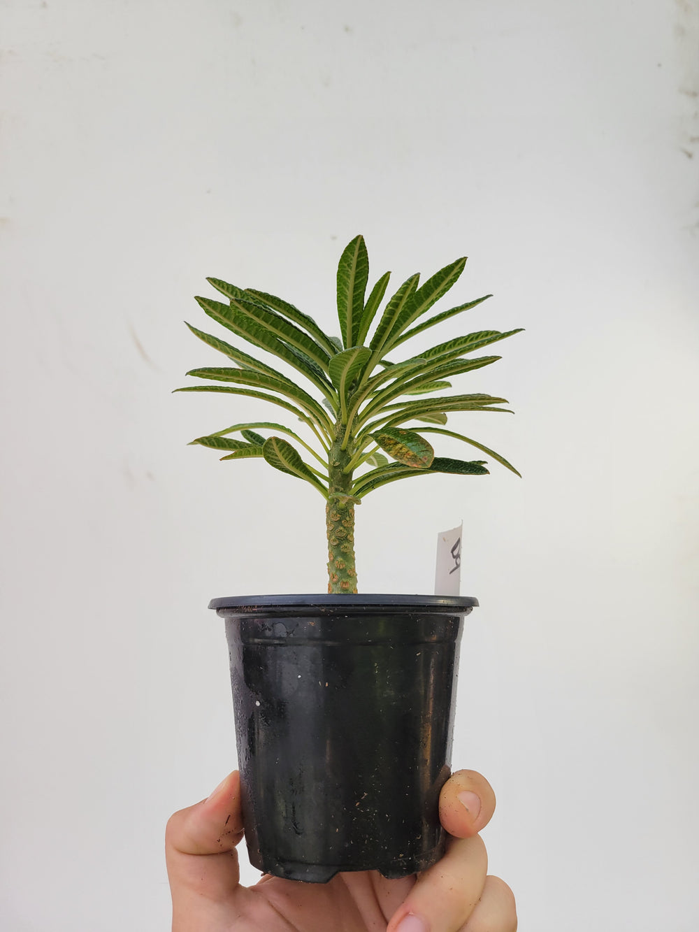 Dorstenia gigas, A Unique Caudex Semitropical Fig - #D4 - Nice Plants Good Pots