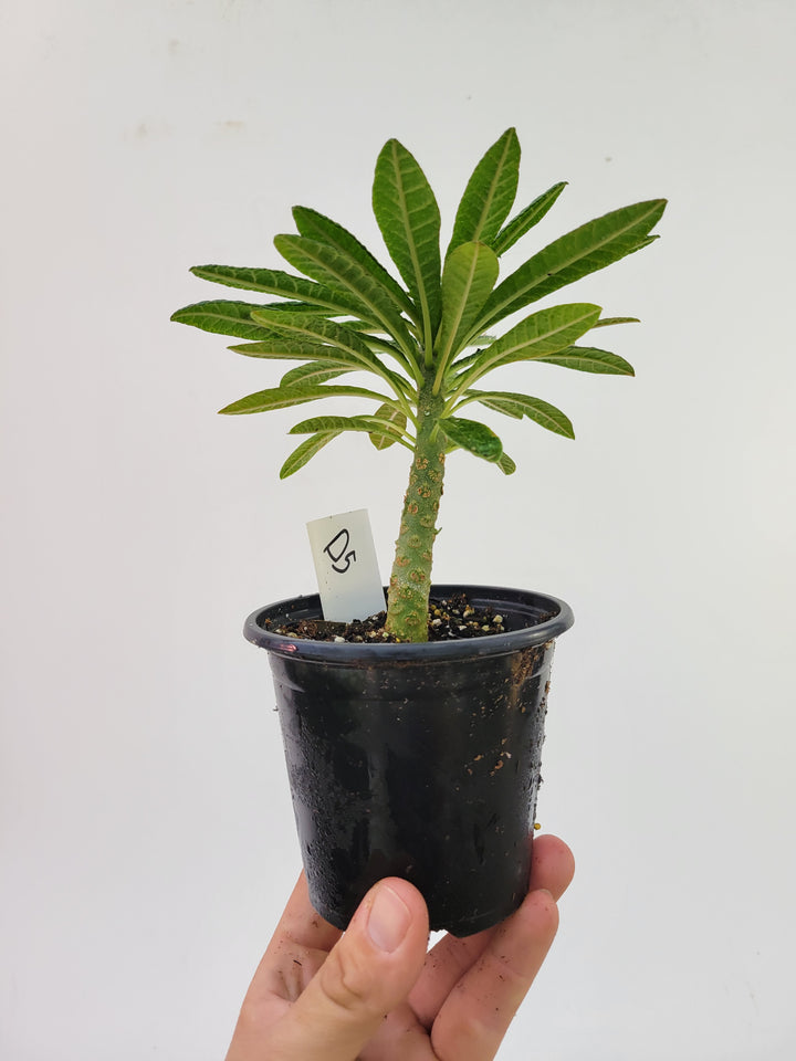 Dorstenia gigas. A Unique Caudex Semitropical Fig - #D5 - Nice Plants Good Pots