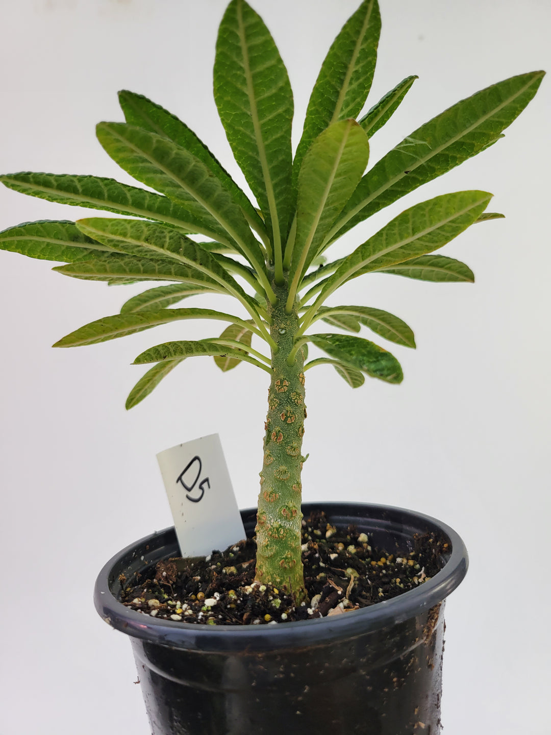 Dorstenia gigas. A Unique Caudex Semitropical Fig - #D5