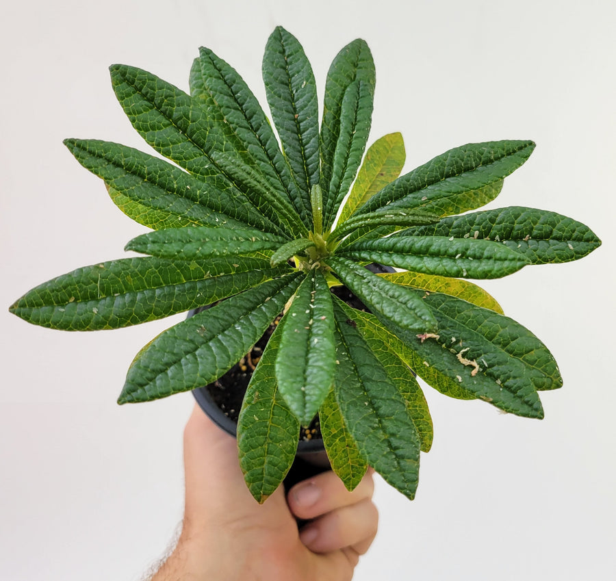 Dorstenia gigas. A Unique Caudex Semitropical Fig - #D5 - Nice Plants Good Pots