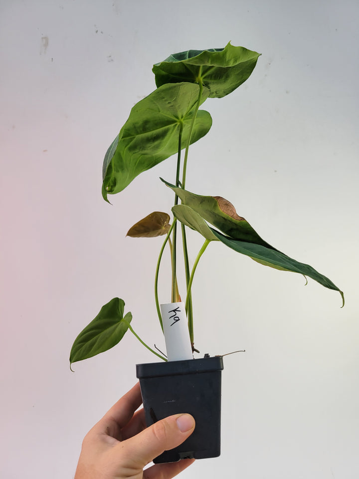 Anthurium Hoffmannii Select Form flowering size US Seller #k9