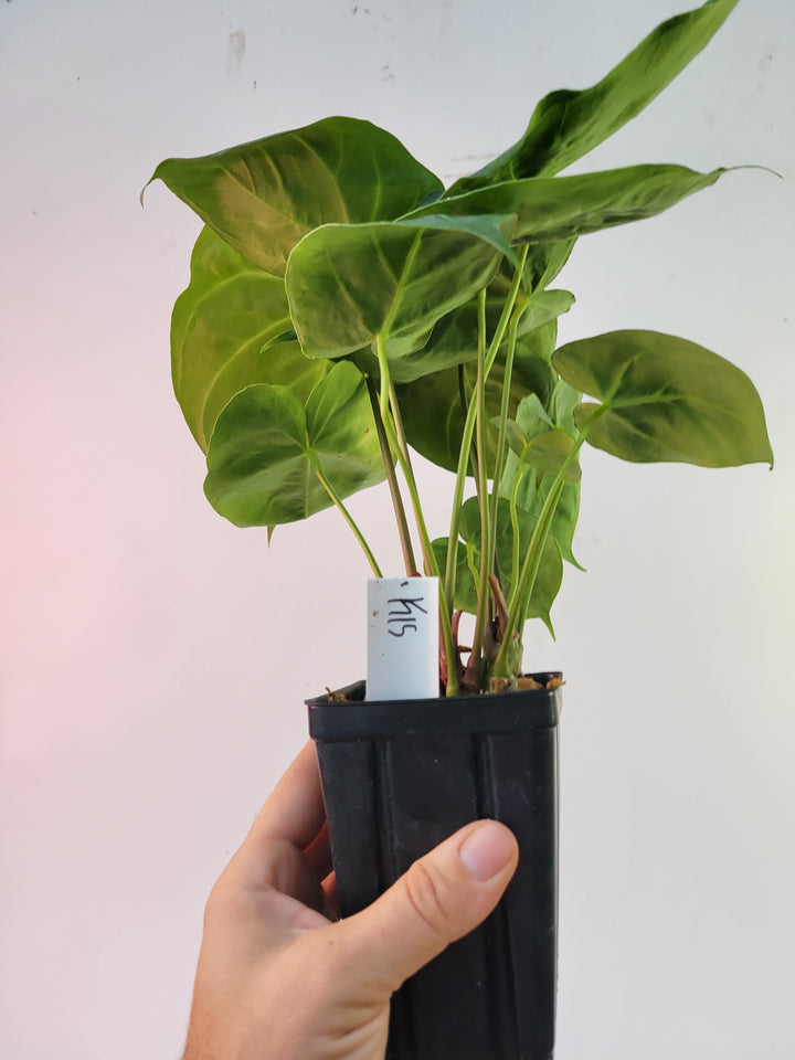 Anthurium Hoffmannii Select Form. 3 plants in pot! Flowering size. US Seller #k15
