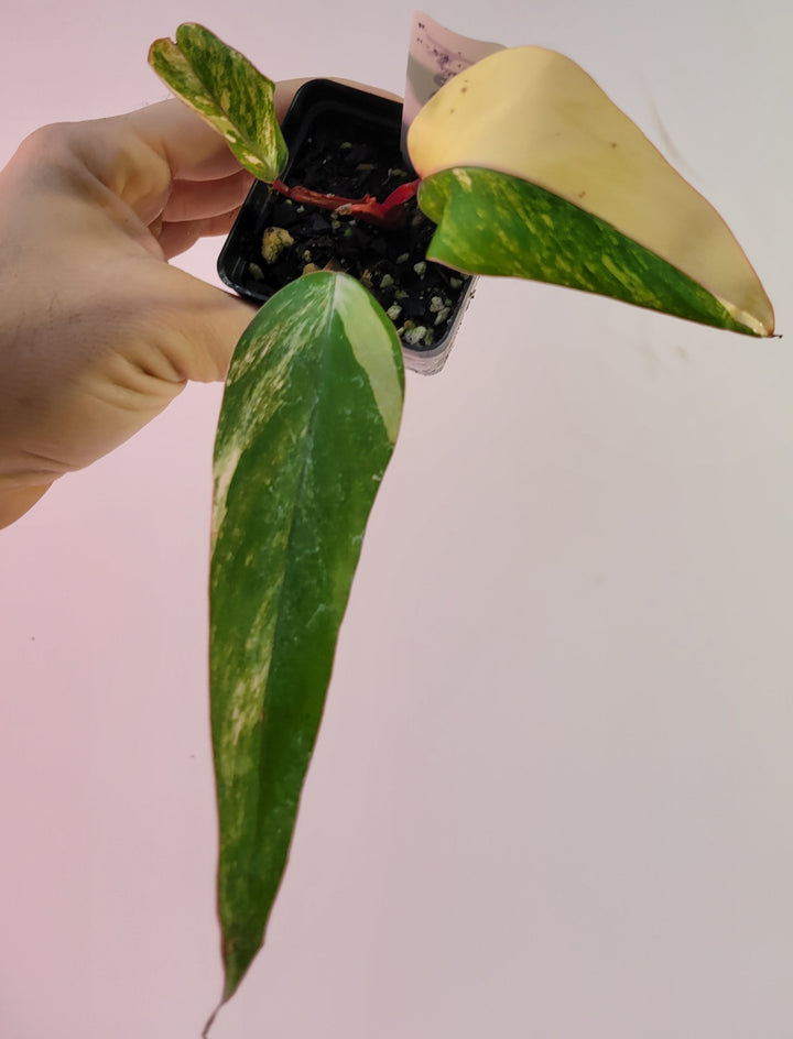 Philodendron Strawberry Shake, High Variegation,  unique collector specimen, established, exact plant picture #k22