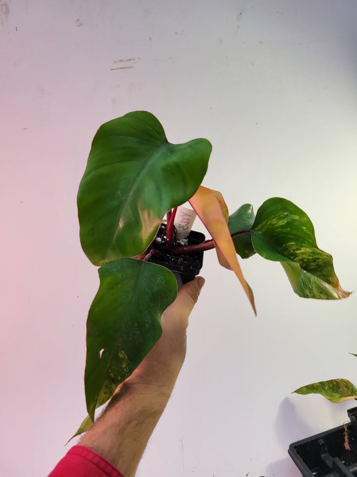 Philodendron Strawberry Shake, High Variegation,  unique collector specimen, established, exact plant picture #k23